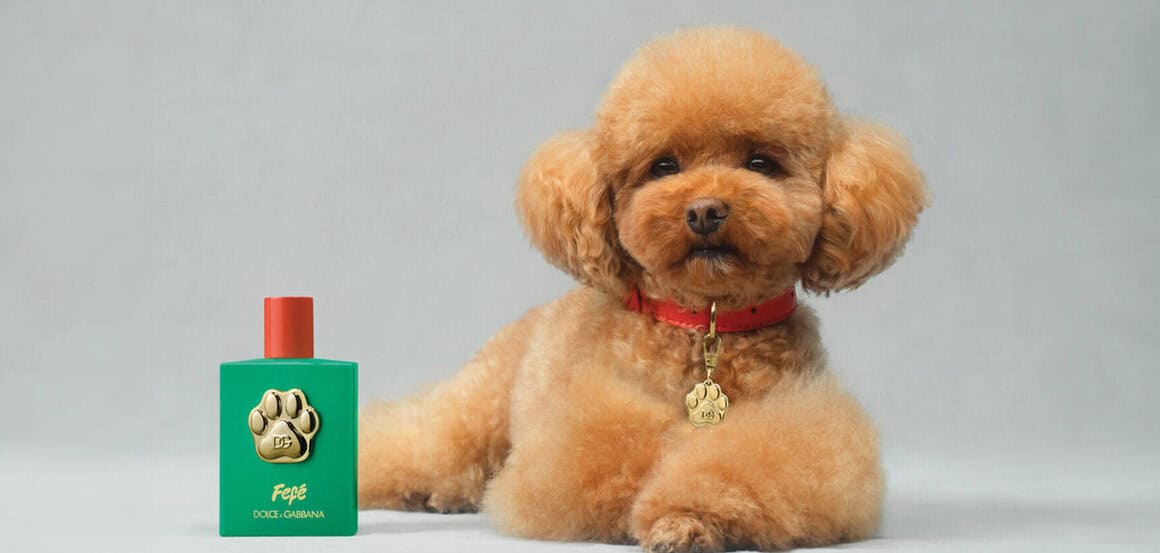 DG-Dogs-1720x820.jpg